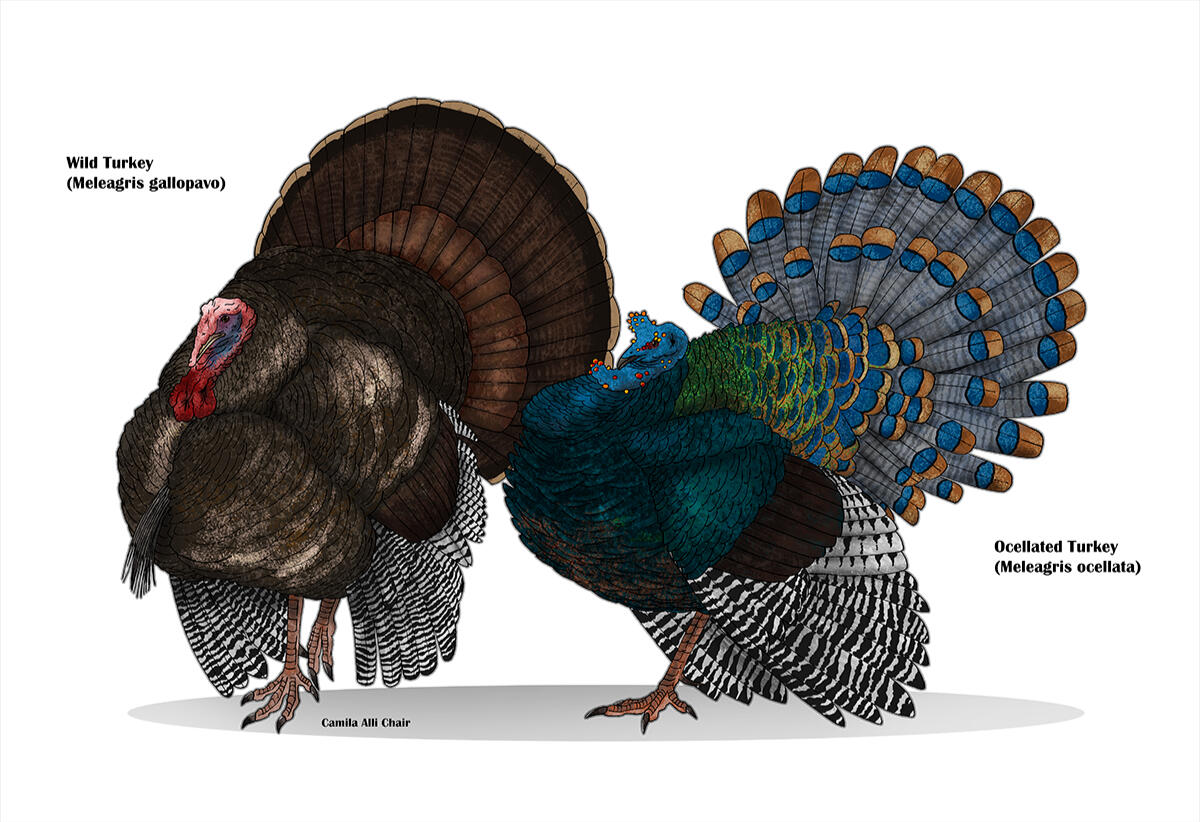 "Feathery Friends"