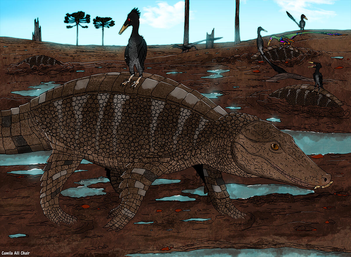 Armadillosuchus