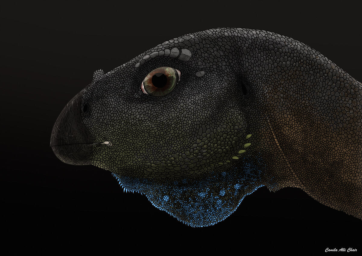 Berthasaura