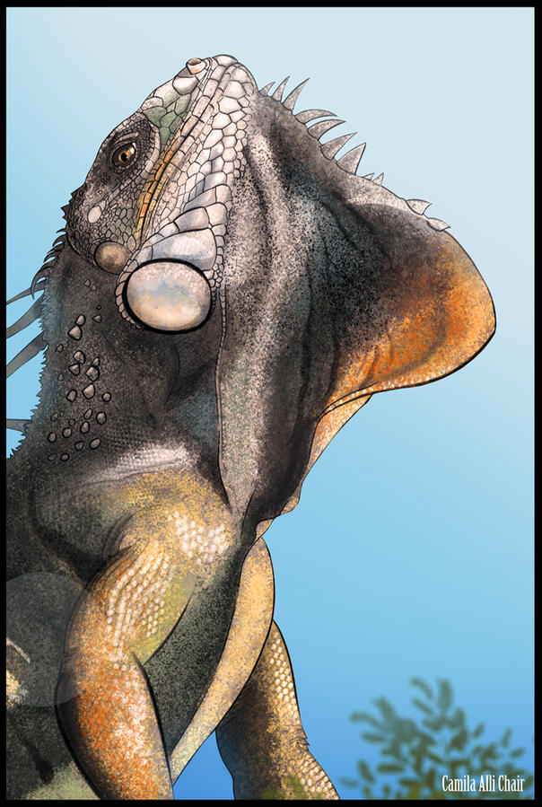Green Iguana