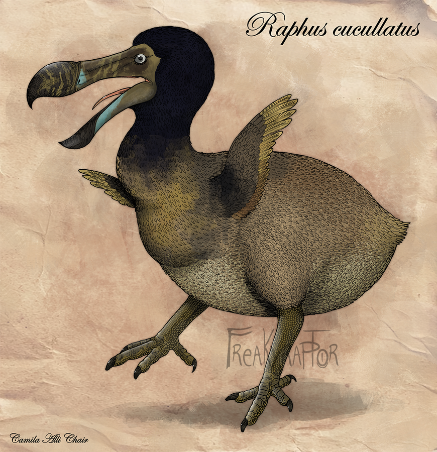 Dodo Bird