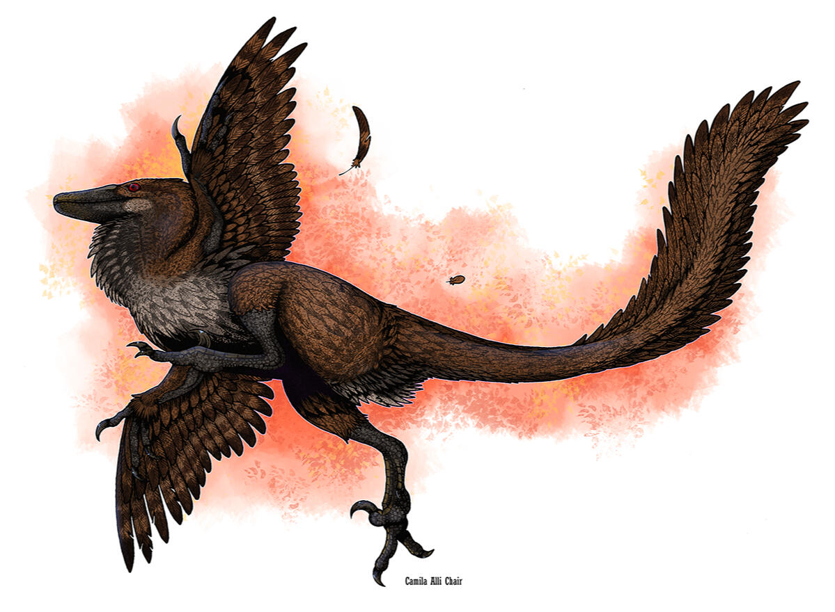 Velociraptor