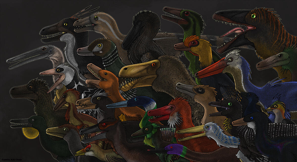 Raptors
