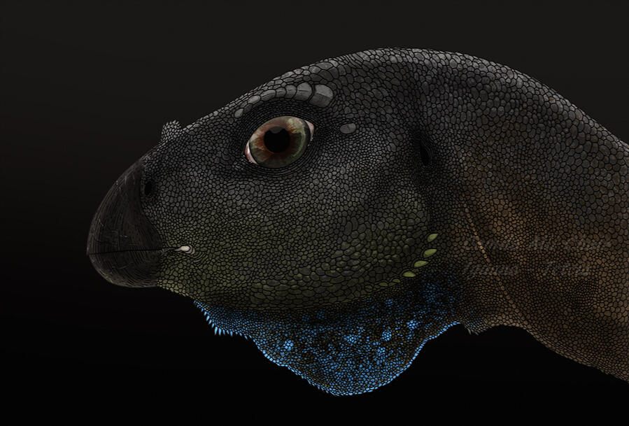 Berthasaura