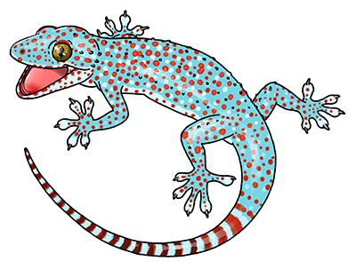 tokay gecko